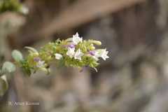 Leptodermis lanceolata